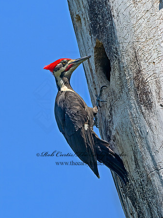 Dryocopus pileatus  PILEATED WOODPECKER 3021768+