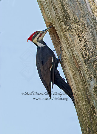 Dryocopus pilatus  PILEATED WOODPECKER 9046898+