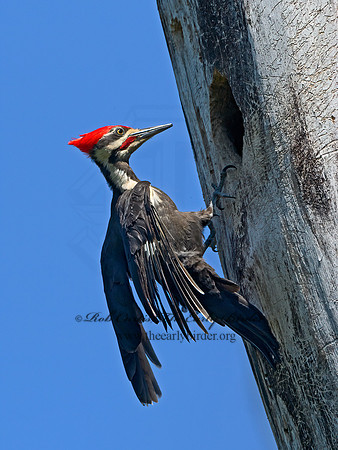 Dryocopus pileatus  PILEATED WOODPECKER 3021767+