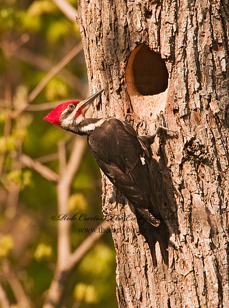 Dryocopus pilatus  PILEATED WOODPECKER 3001898+