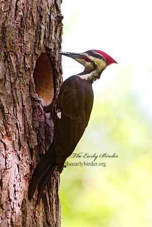 Dryocopus pilatus  PILEATED WOODPECKER 3002594+