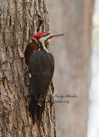 Dryocopus pilatus  PILEATED WOODPECKER 8021858+