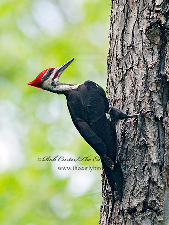 Dryocopus pilatus  PILEATED WOODPECKER 8021915