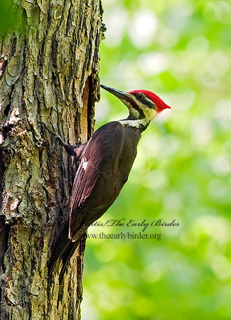 Dryocopus pilatus  PILEATED WOODPECKER 8022184+