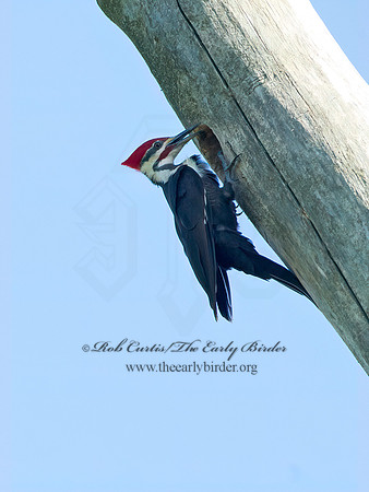Dryocopus pilatus  PILEATED WOODPECKER 9038095+