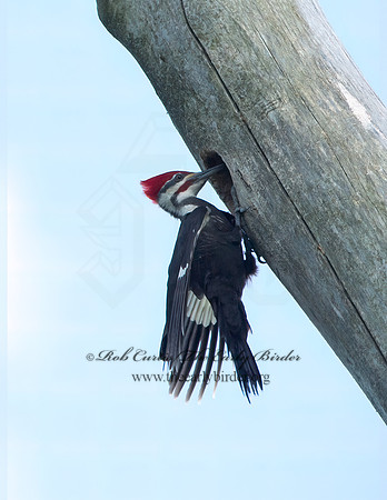 Dryocopus pilatus  PILEATED WOODPECKER 9038108+