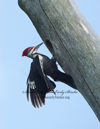 Dryocopus pilatus  PILEATED WOODPECKER 9038111+