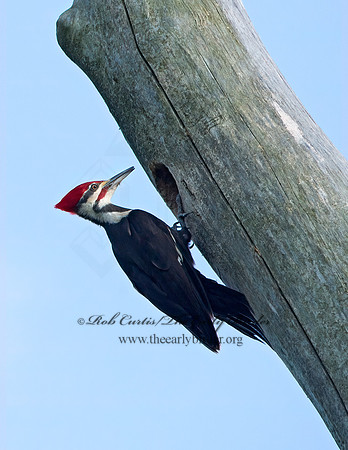 Dryocopus pilatus  PILEATED WOODPECKER 9038112+