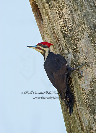 Dryocopus pilatus  PILEATED WOODPECKER 9046883+