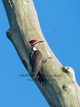 Dryocopus pilatus  PILEATED WOODPECKER 9038136+