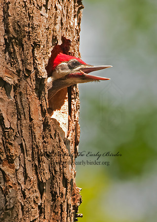 Dryocopus pilatus  PILEATED WOODPECKER 3002545+