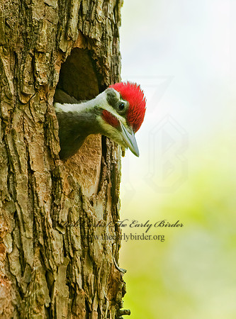 Dryocopus pilatus  PILEATED WOODPECKER 3002592+