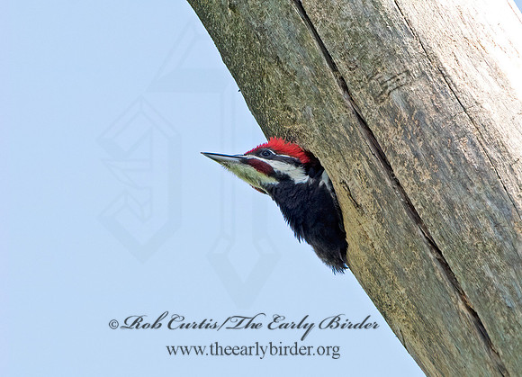 Dryocopus pilatus  PILEATED WOODPECKER 9039232+