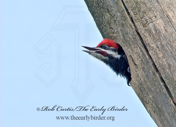 Dryocopus pilatus  PILEATED WOODPECKER 9039242+