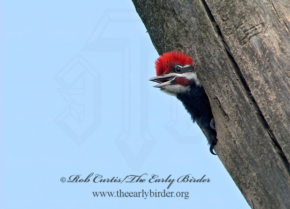 Dryocopus pilatus  PILEATED WOODPECKER 9039244+