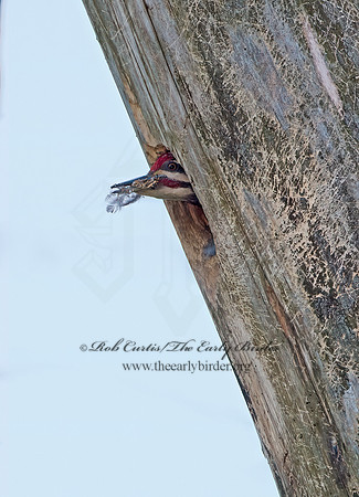 Dryocopus pilatus  PILEATED WOODPECKER 9046887+