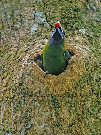 Aulacorhynhynchus prasinus  EMERALD TOUCANET 206026+