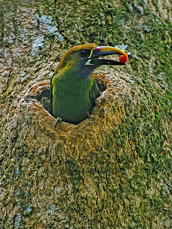 Aulacorhynhynchus prasinus  EMERALD TOUCANET 206032+