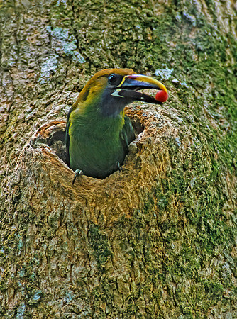 Aulacorhynhynchus prasinus  EMERALD TOUCANET 206037+