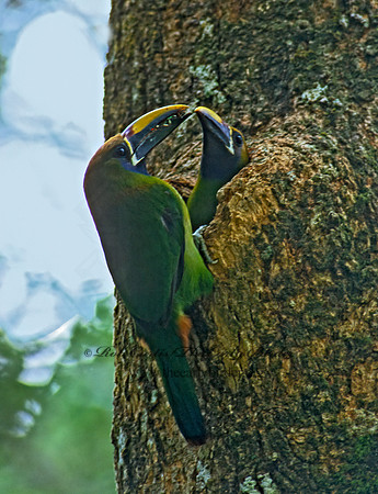 Aulacorhynhynchus prasinus  EMERALD TOUCANET 205715+