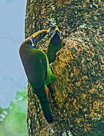 Aulacorhynhynchus prasinus  EMERALD TOUCANET 205716+