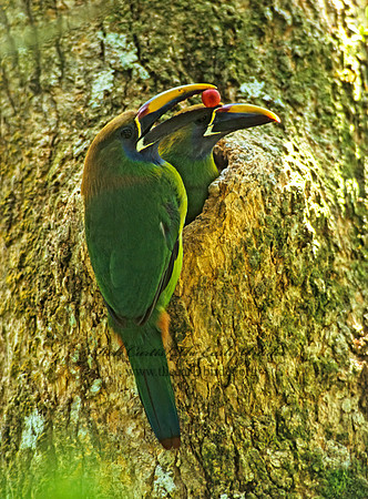 Aulacorhynhynchus prasinus  EMERALD TOUCANET 205837+