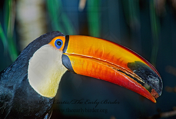 Rhamphastos toco  TOCO TOUCAN 116421