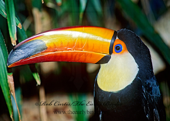 Rhamphastos toco  TOCO TOUCAN 116424+