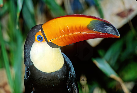Rhamphastos toco  TOCO TOUCAN 116423+