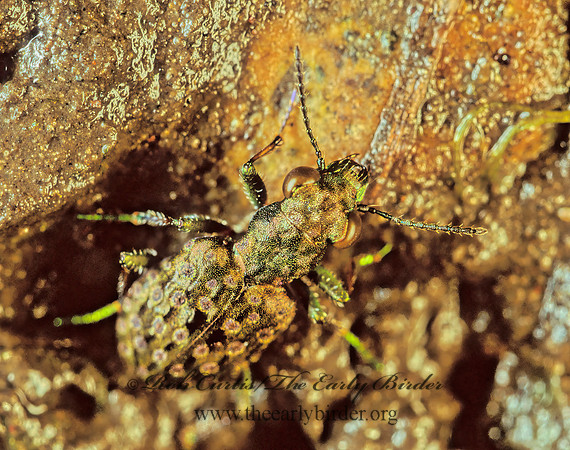 Elaphrus ruscarius 116216z