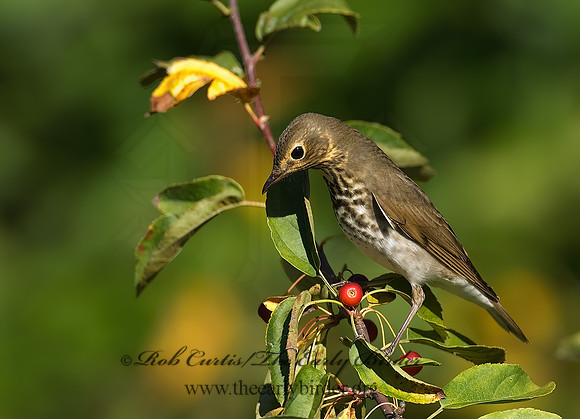 Catharus ustulatus  SWAINSON'S THRUSH 7012764z