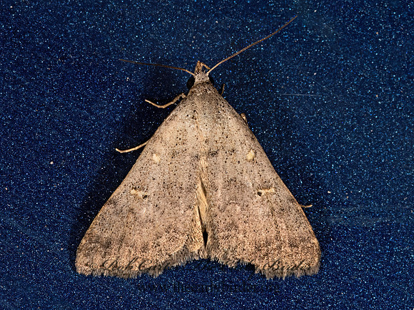 Bleptina  LITTER MOTH 3038018z