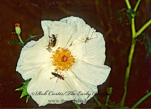 Argemone albiflora  BLUESTEM PRICKLY POPPY 86208z