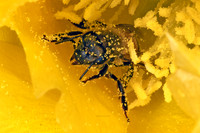 Apis mellifera WESTERN HONEYBEE 3035747z