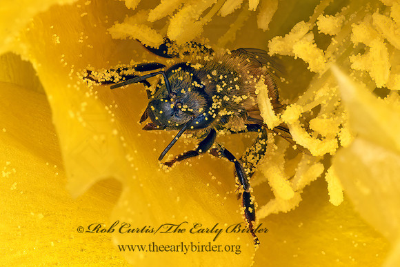 Apis mellifera  WESTERN HONEYBEE 3035747z