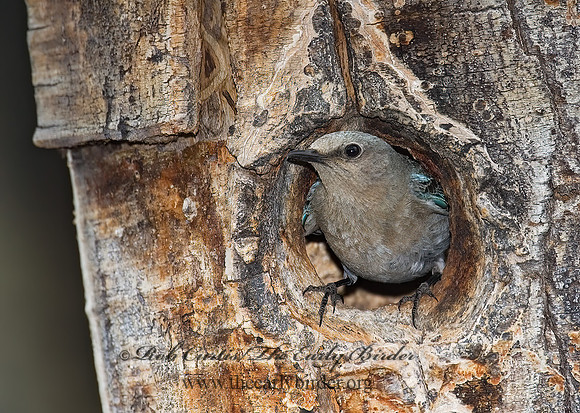 Sialia currucoides  MOUNTAIN BLUEBIRD  7010962z