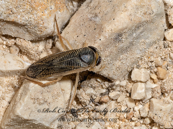 Corixini  WATER BOATMAN 3039258z