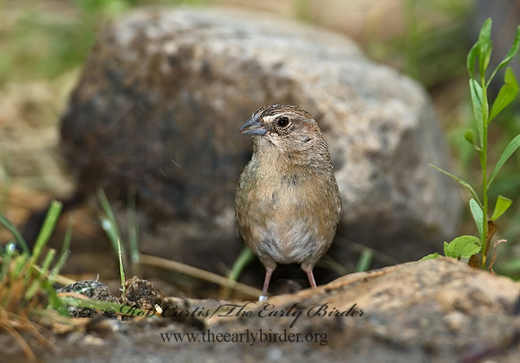 Aimophila ruficeps  RUFOUS-CROWNED SPARROW  7008072z