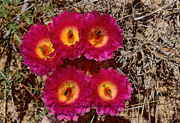 Echinocereus sp  CLARET CUP CACTUS 94503z