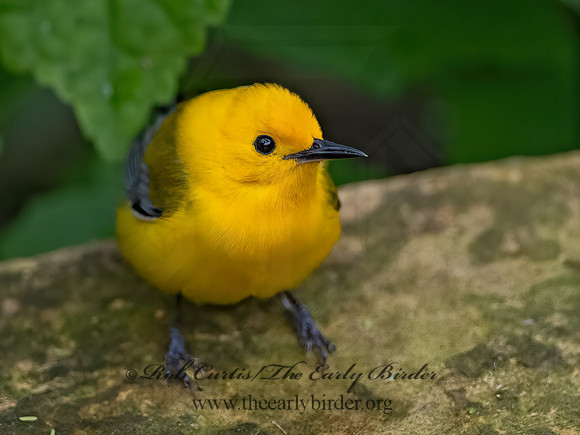 Protonotaria citrea  PROTHONOTARY WARBLER 3030462z