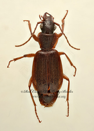 Cymindis cribricollis 9019540  z