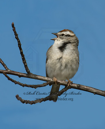 Spizella passerina  CHIPPING SPARROW 6003040z
