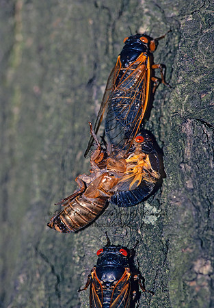 Magicicada septendecim  17-YEAR CICADA 40833z