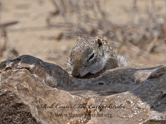 Ictidomys parvidens  RIO GRANDE GROUND SQUIRREL 3033499z