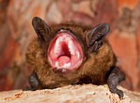 Eptesicus fuscus  BIG BROWN BAT 8017109z