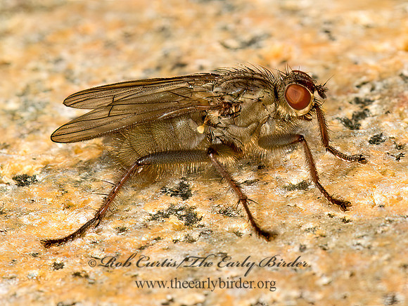 Scathophaga intermedia  DUNG FLY 9032440z