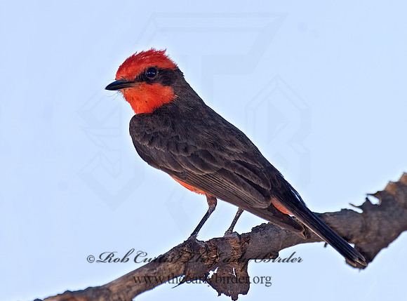 Pyrocephalus rubinus  VERMILION FLYCATCHER 7008521Z