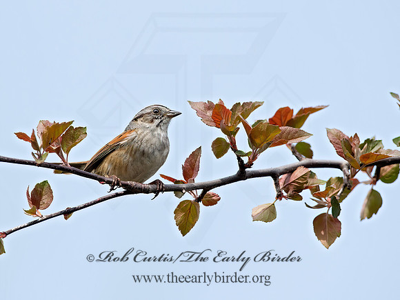 Melospiza georgiana  SWAMP SPARROW 9042956z