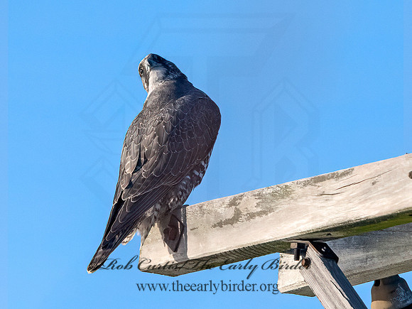 Falco rusticolus  GYRFALCON 9066811+
