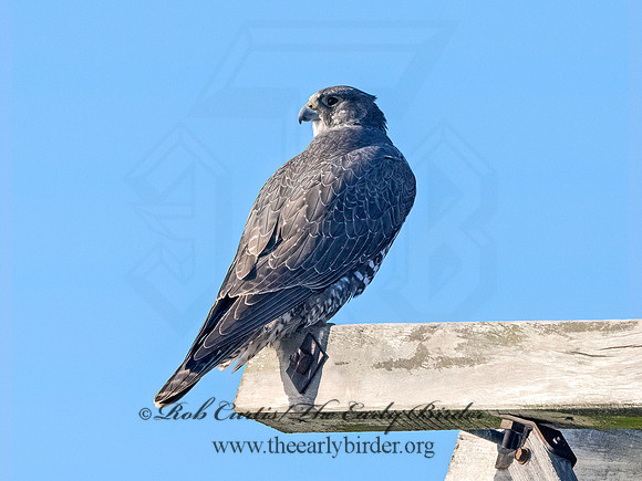 Falco rusticolus  GYRFALCON 9066822+